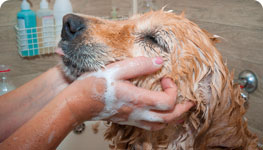 Dog getting a bath