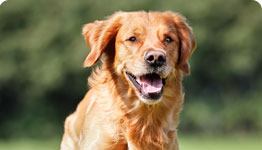 Happy golden retriever