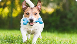 Small dog with a rubber bone in its mouth