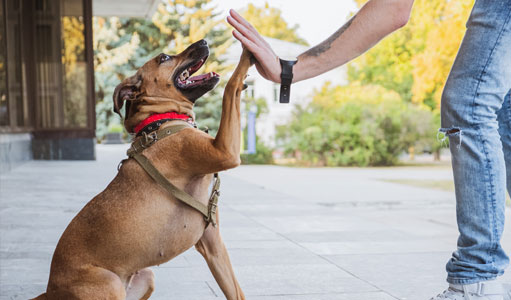 Dog giving a high five