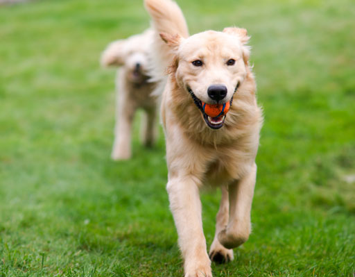 Golden retriever with a ball in its mouth