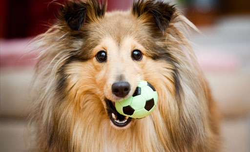 Border Collie with a ball