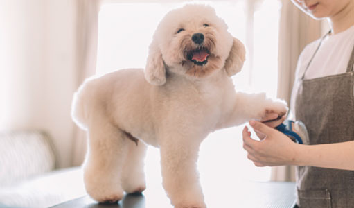 white dog getting groomed