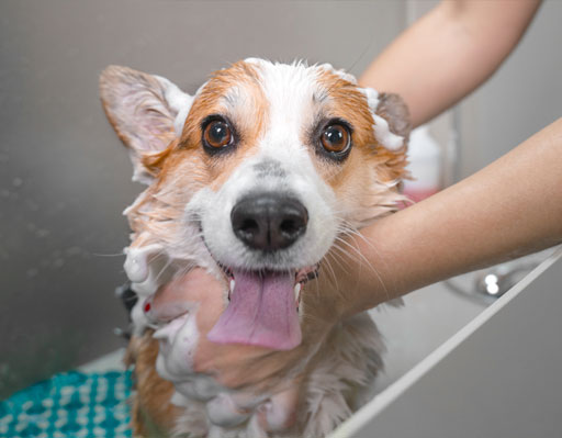 Happy dog getting a bath