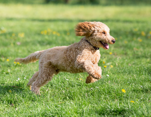 Small dog bounding across the grass