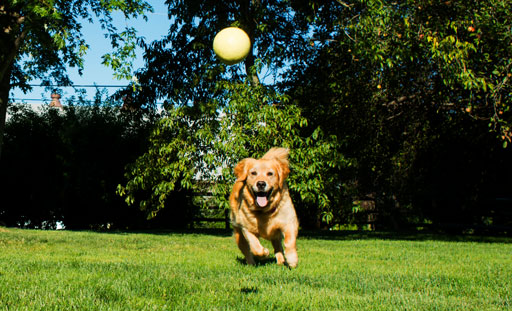 dog-daycare-image-1 Golden retriever chasing a ball