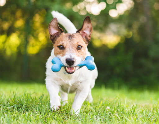 Small dog with a bone in its mouth