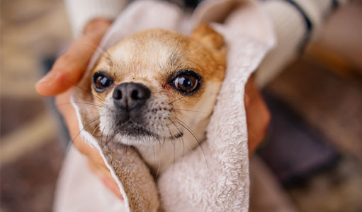 Dog being dried in a towel after a bath