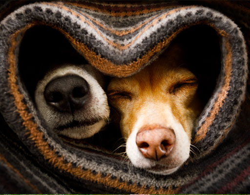 Two dogs wrapped in a blanket