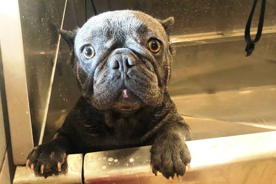 Dog bathing at Red Barn Pet Ranch in Bulverde, TX