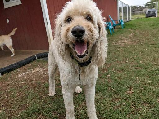 Dog Boarding at Red Barn Pet Ranch in Bulverde, TX