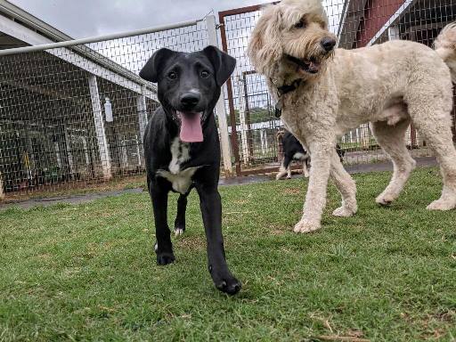 Doggy Daycare for active dogs in Bulverde, TX